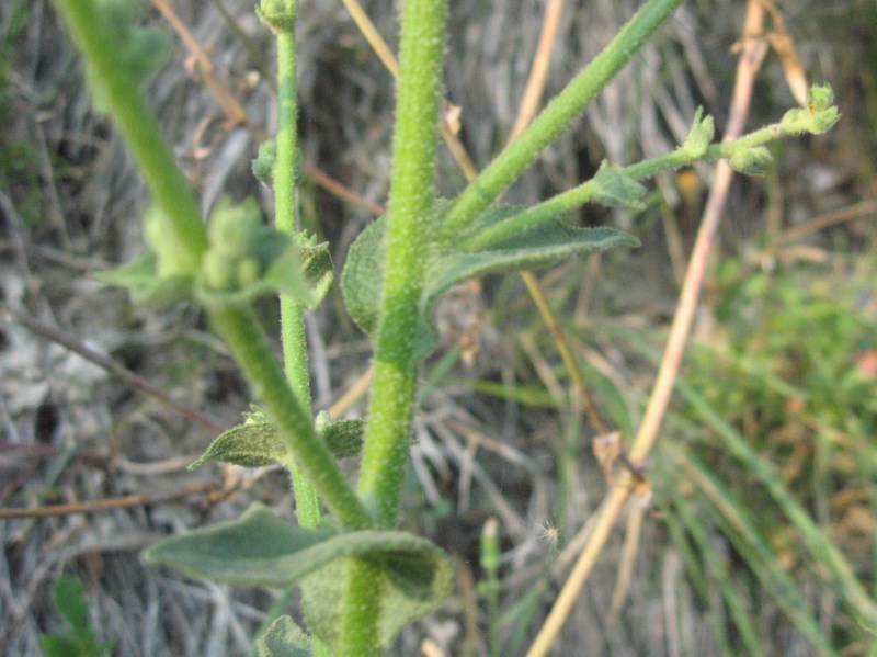 Verbascum sinuatum