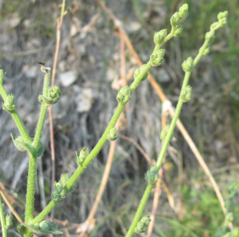 Verbascum sinuatum