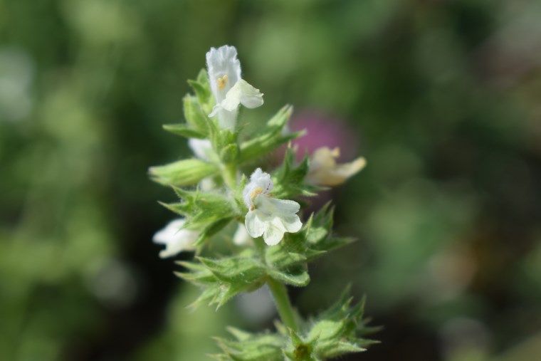 Lamiaceae: Stachys annua