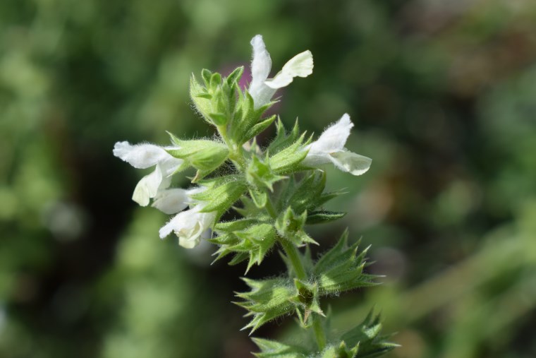 Lamiaceae: Stachys annua