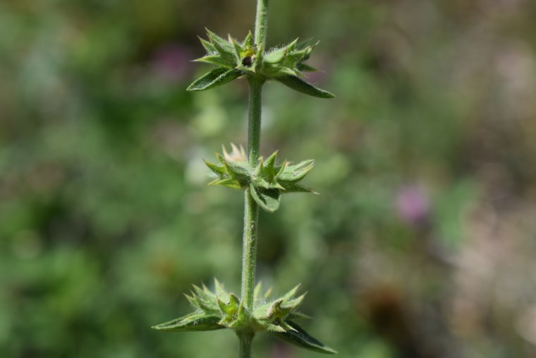 Lamiaceae: Stachys annua