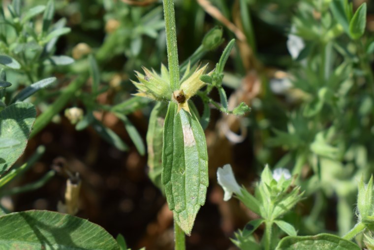 Lamiaceae: Stachys annua