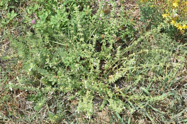 Lamiaceae: Stachys annua