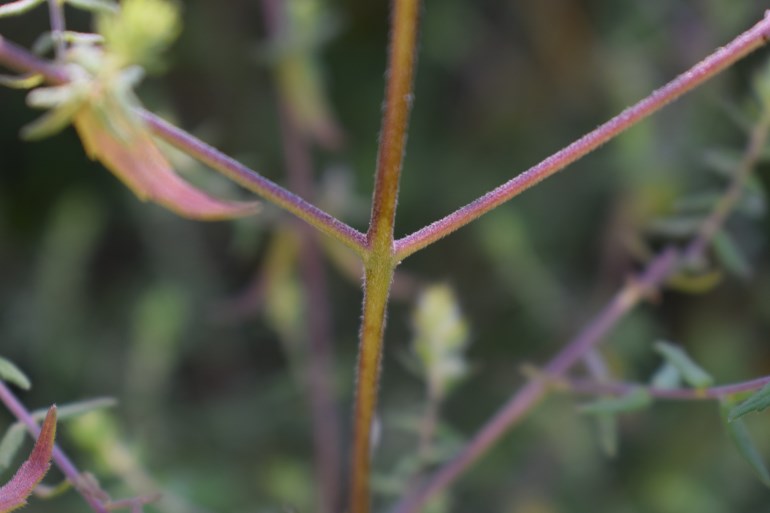 Odontites luteus, Orobanchaceae