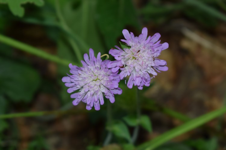 Knautia cfr. drymeia