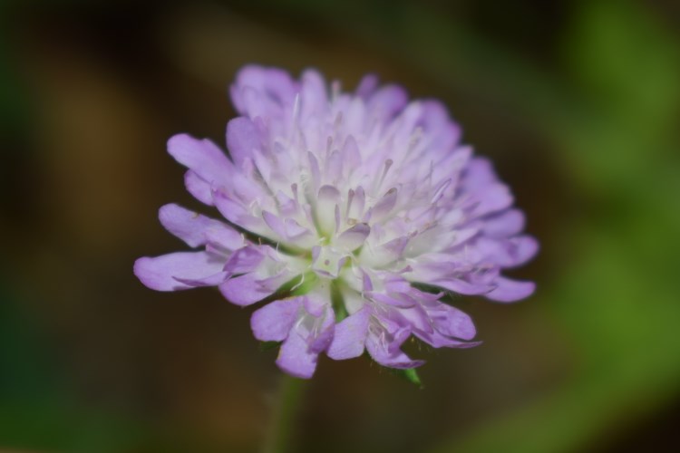 Knautia cfr. drymeia