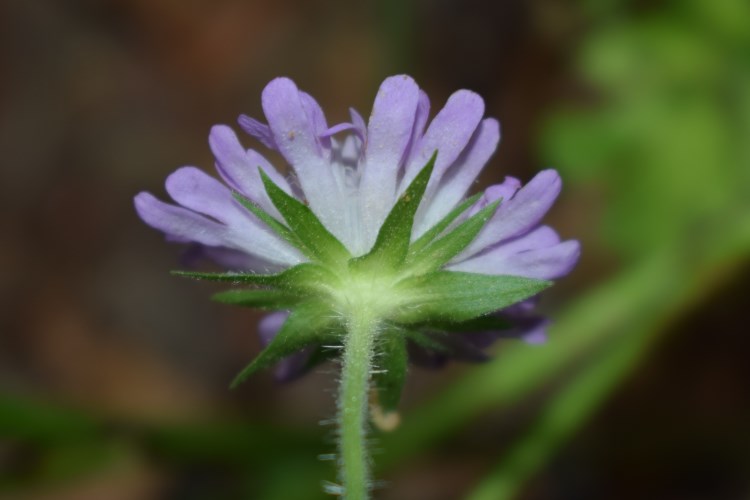 Knautia cfr. drymeia