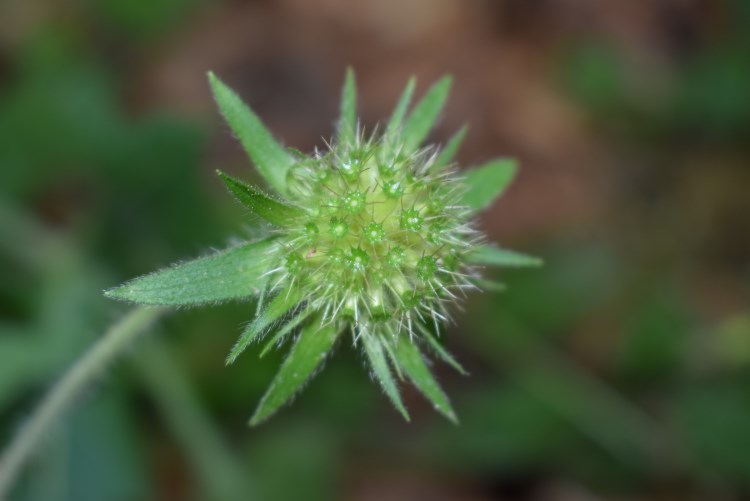 Knautia cfr. drymeia