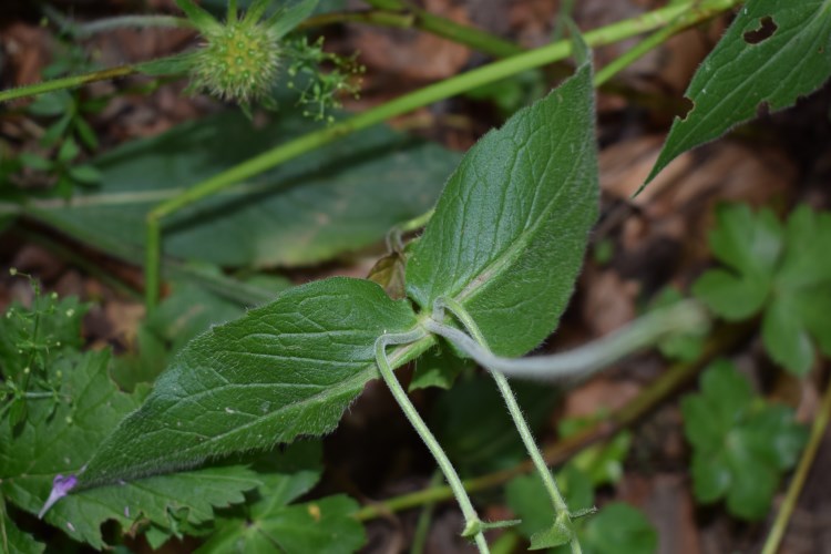 Knautia cfr. drymeia