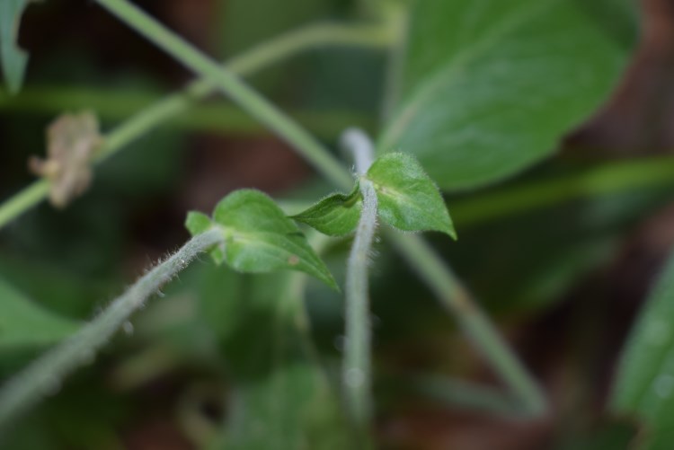 Knautia cfr. drymeia