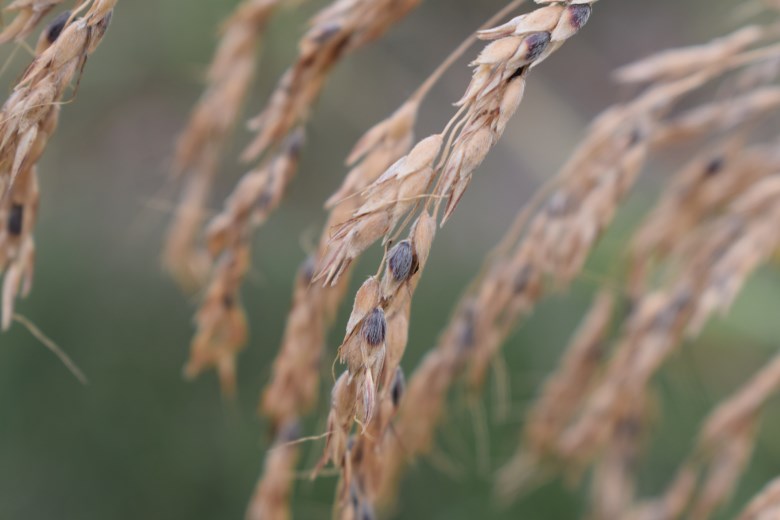 Sorghum halepense / Sorgo selvatico