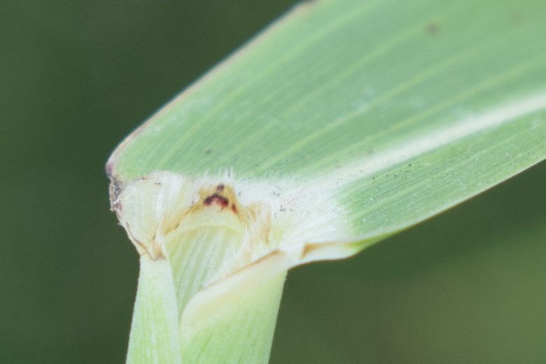 Sorghum halepense / Sorgo selvatico