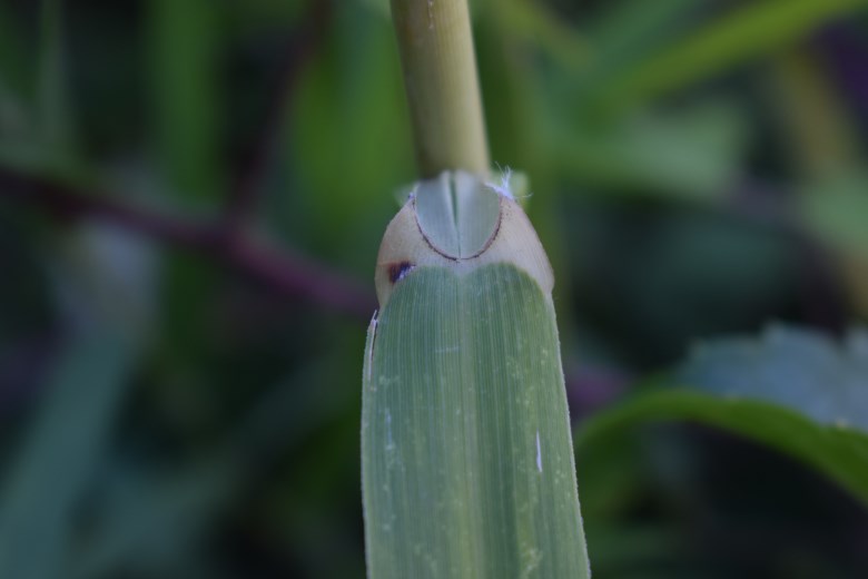 Canna:  Arundo plinii