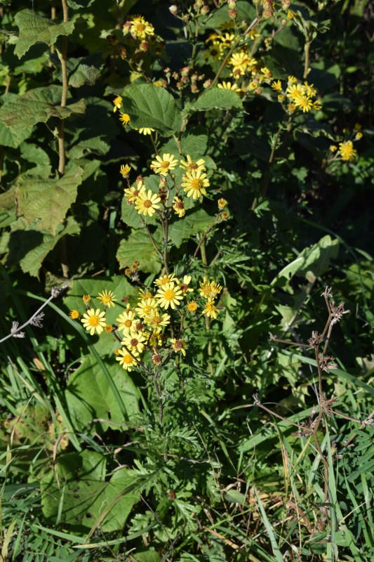 Jacobaea erucifolia  / Senecione serpeggiante