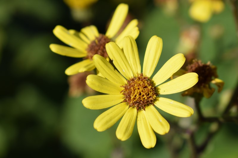 Jacobaea erucifolia  / Senecione serpeggiante