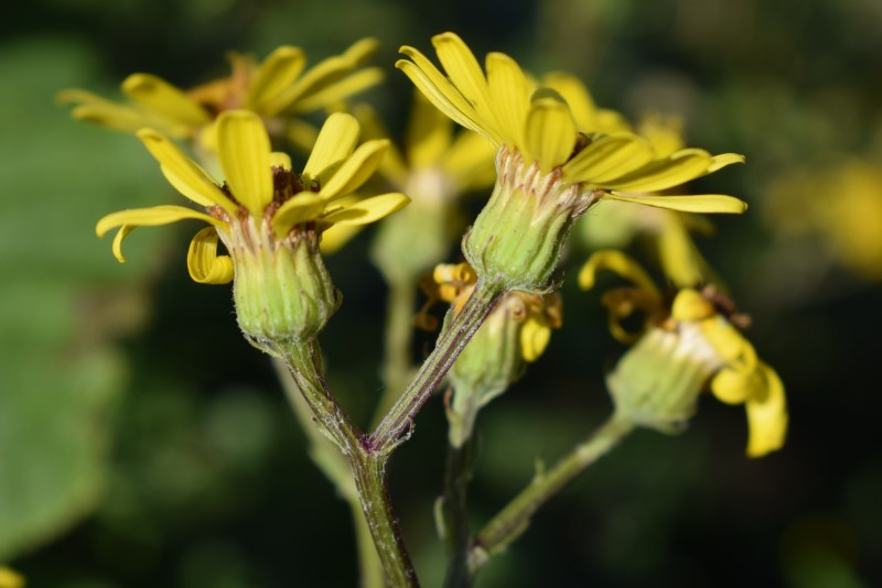 Jacobaea erucifolia  / Senecione serpeggiante