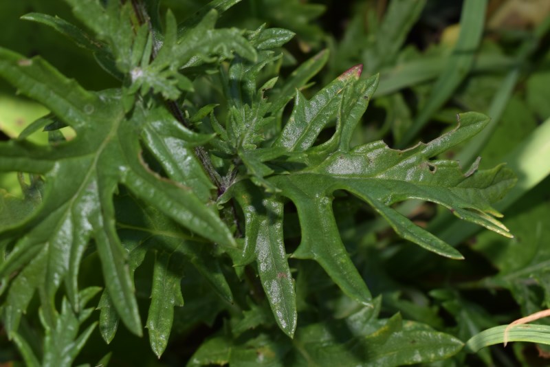 Jacobaea erucifolia  / Senecione serpeggiante