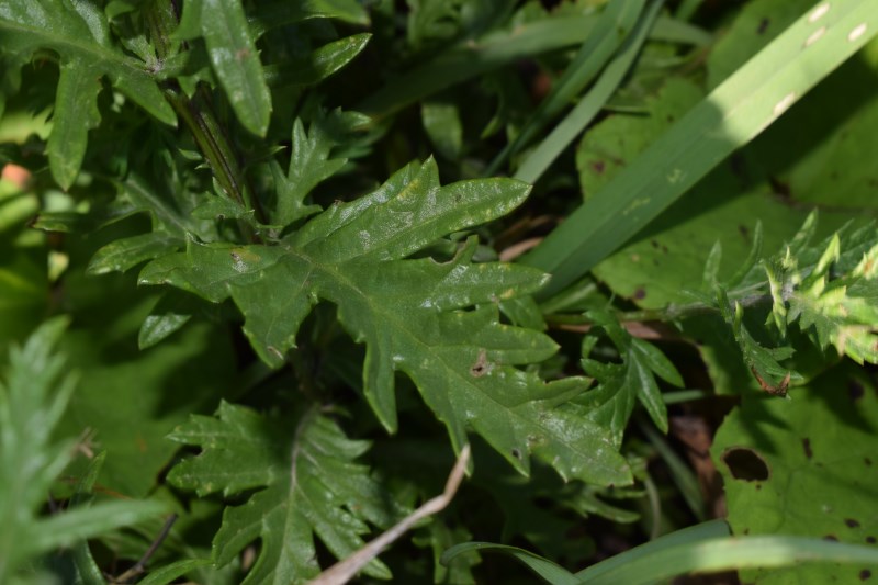 Jacobaea erucifolia  / Senecione serpeggiante