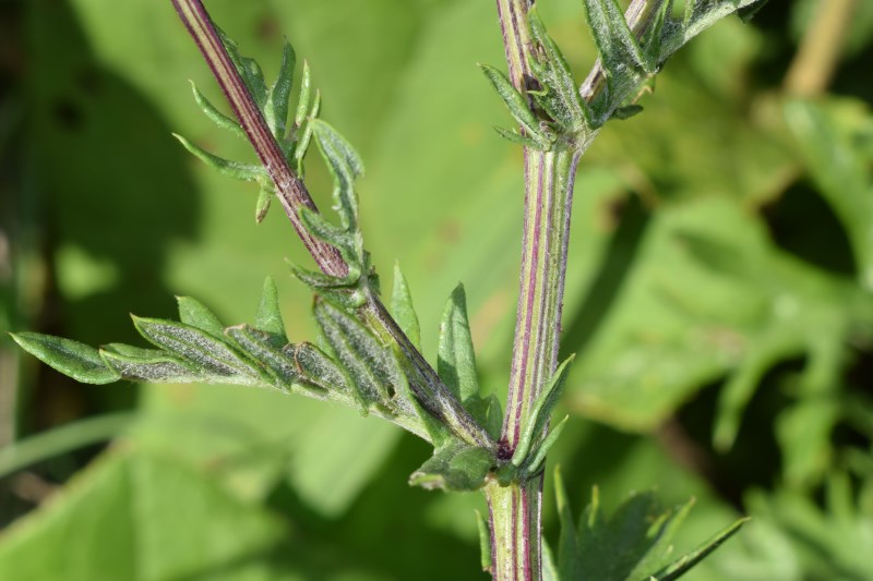 Jacobaea erucifolia  / Senecione serpeggiante