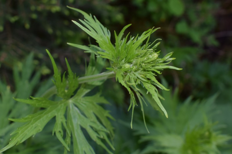 Foglie di...Aconitum lycoctonum