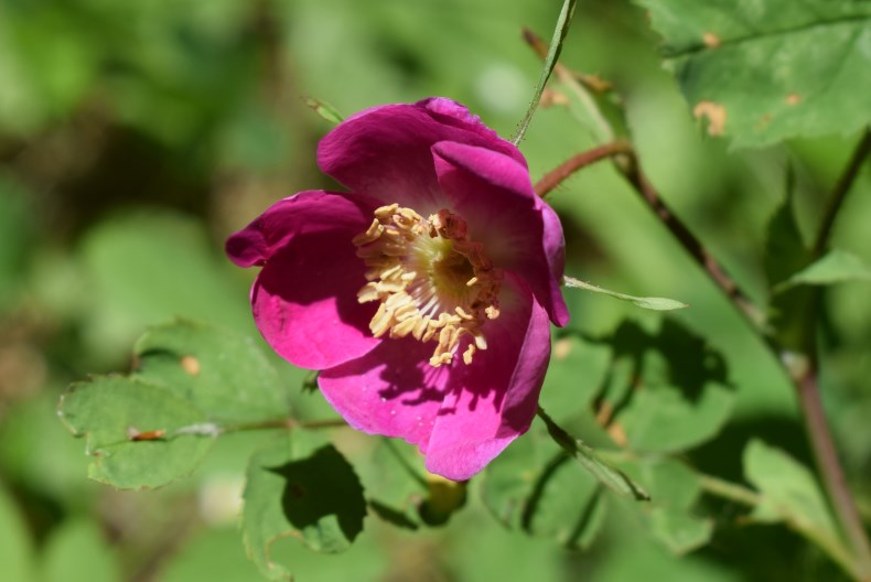 Quale rosa?  Rosa pendulina