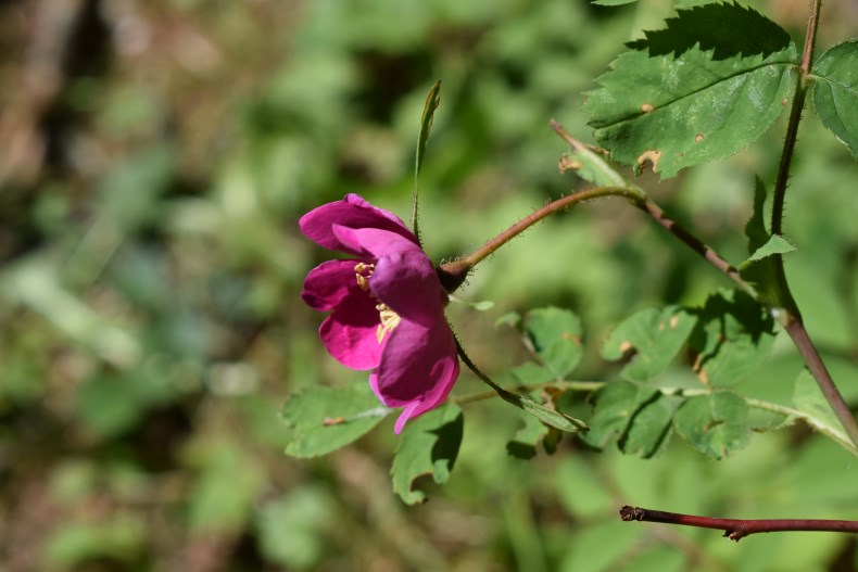 Quale rosa?  Rosa pendulina