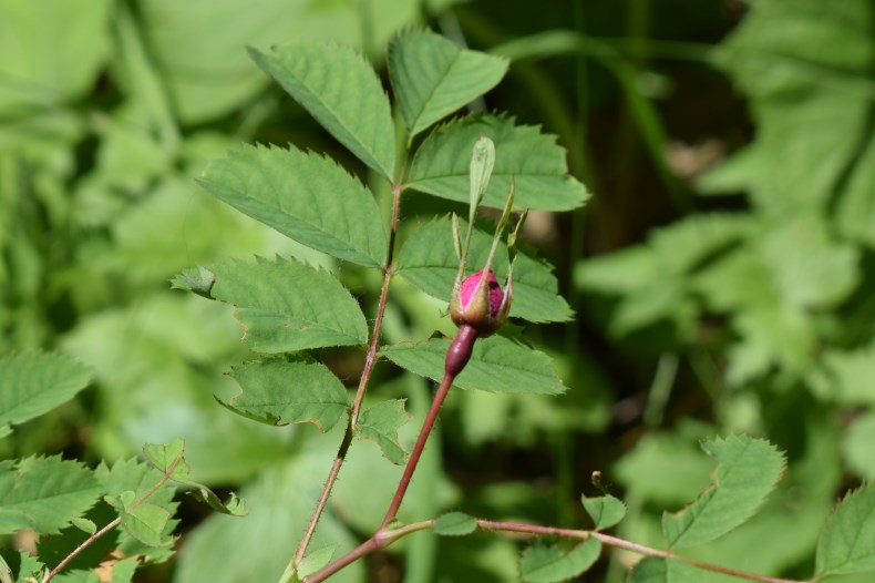 Quale rosa?  Rosa pendulina