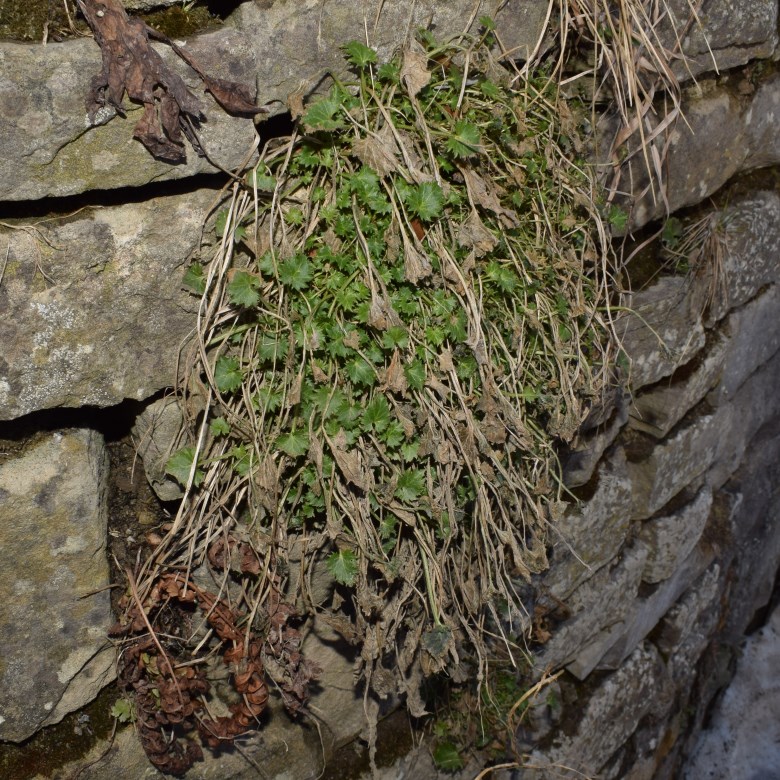 Che pianta ?  Campanula portenschlagiana