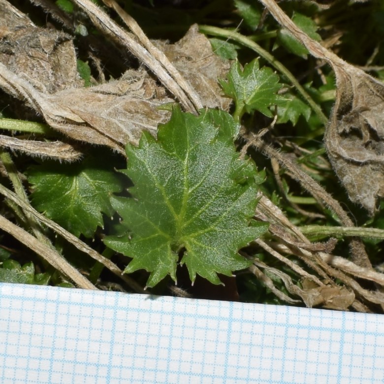 Che pianta ?  Campanula portenschlagiana