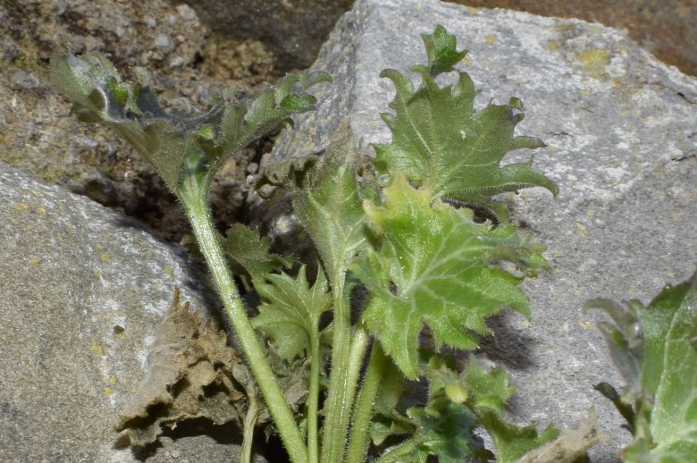 Che pianta ?  Campanula portenschlagiana