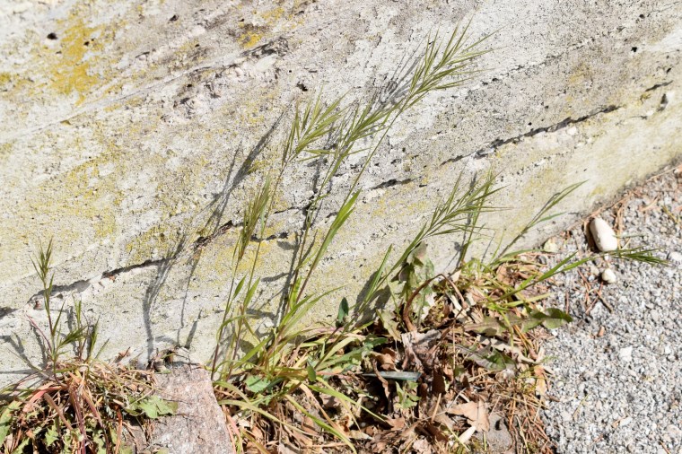 Poaceae: cfr.  Anisantha sp.