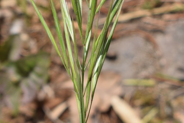 Poaceae: cfr.  Anisantha sp.