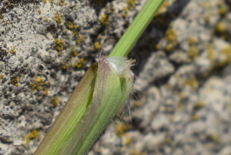 Poaceae: cfr.  Anisantha sp.