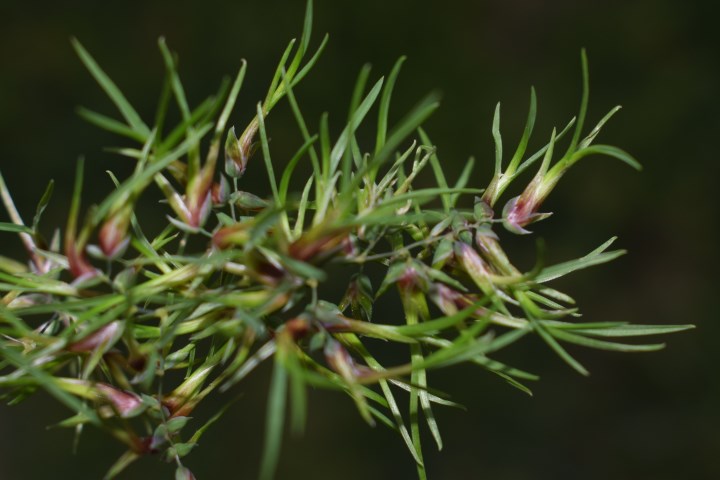 Quale poacea?  Poa bulbosa