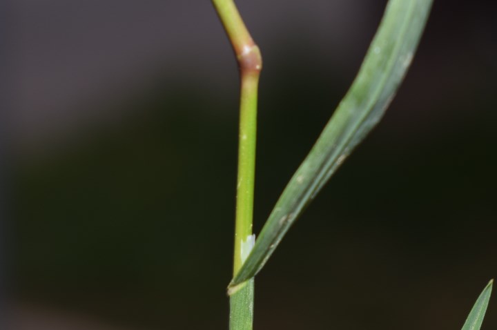 Quale poacea?  Poa bulbosa