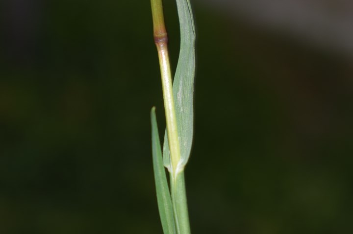 Quale poacea?  Poa bulbosa