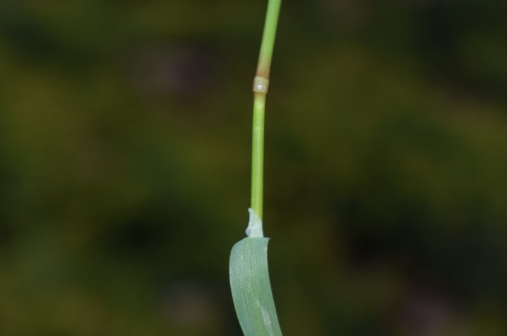 Quale poacea?  Poa bulbosa