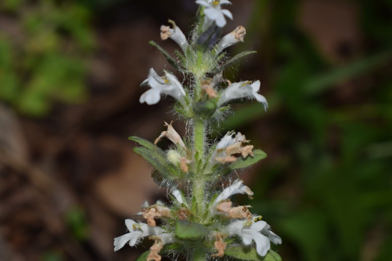 Lamiacea fiori bianchi - Ajuga reptans