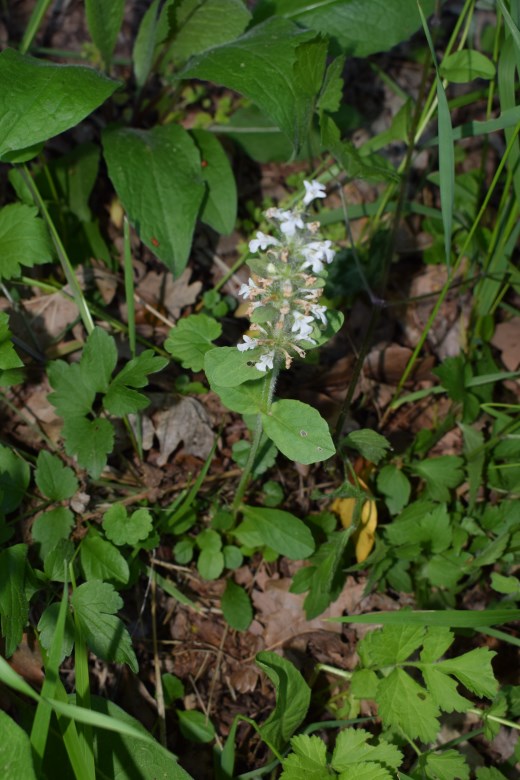 Lamiacea fiori bianchi - Ajuga reptans