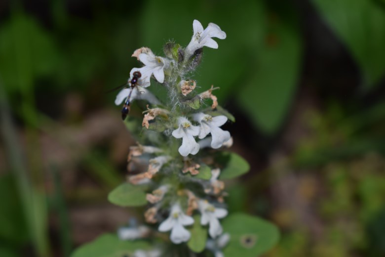 Lamiacea fiori bianchi - Ajuga reptans