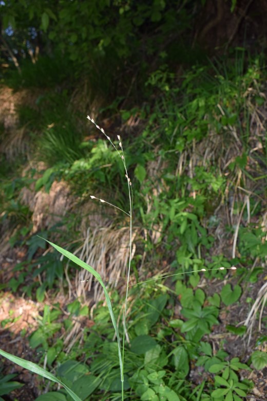 Melica uniflora / Melica comune
