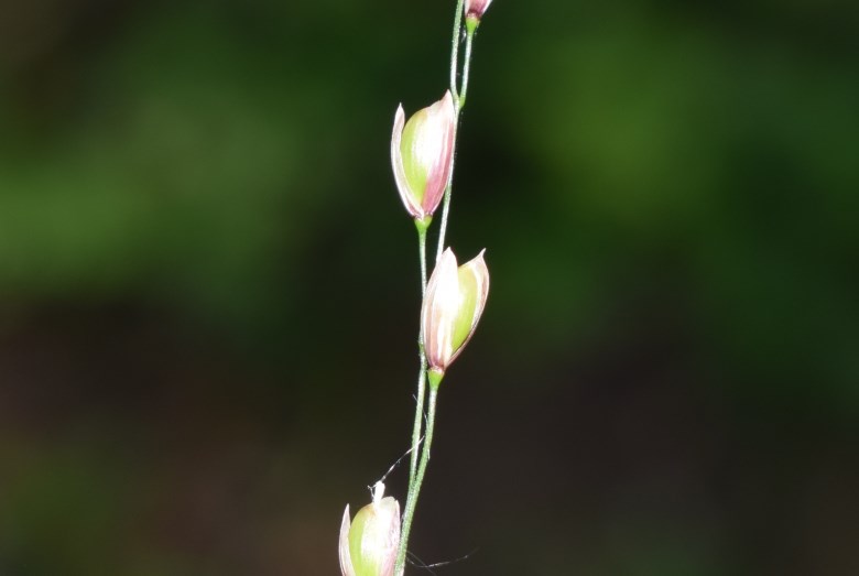 Melica uniflora / Melica comune