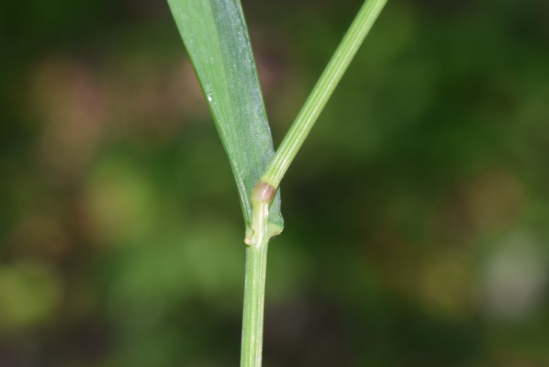 Melica uniflora / Melica comune