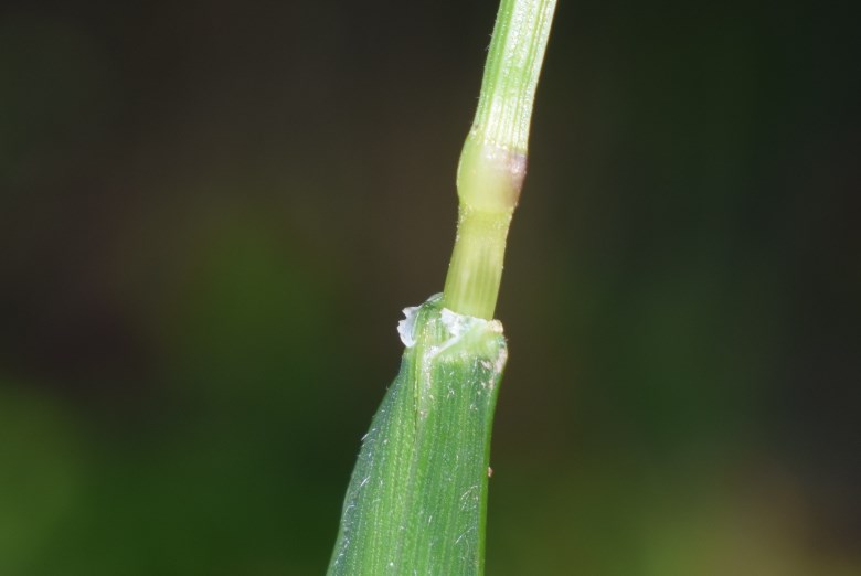 Melica uniflora / Melica comune