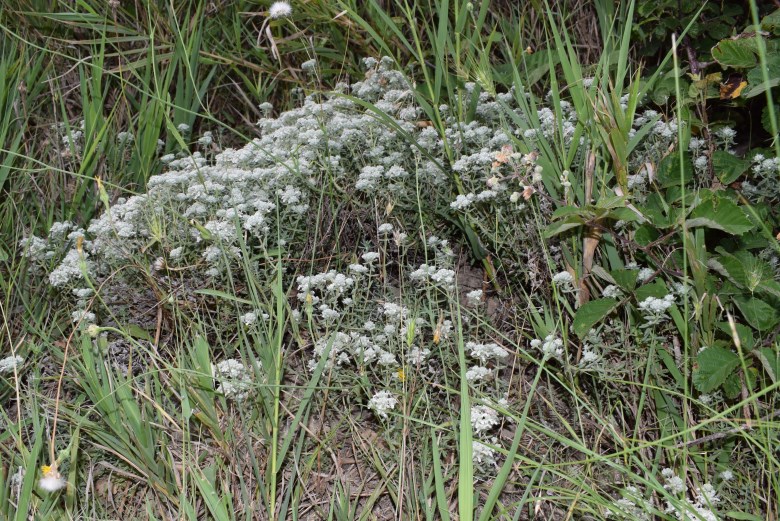 Teucrium capitatum (Lamiaceae)