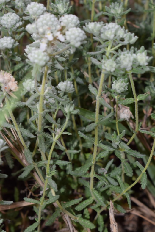 Teucrium capitatum (Lamiaceae)