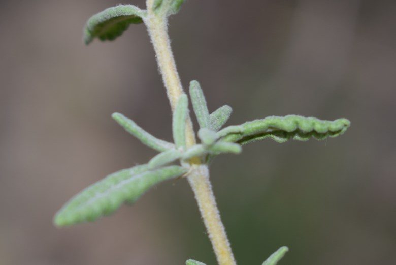 Teucrium capitatum (Lamiaceae)