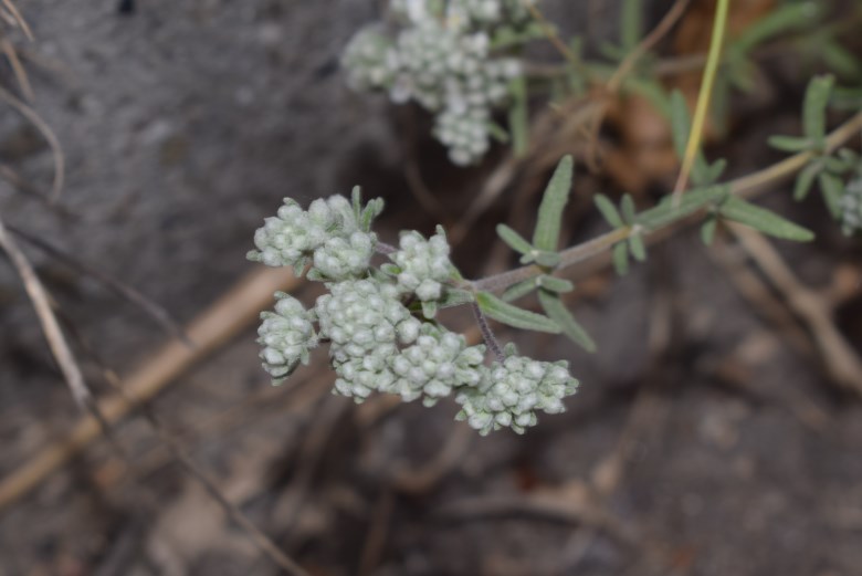 Teucrium capitatum (Lamiaceae)