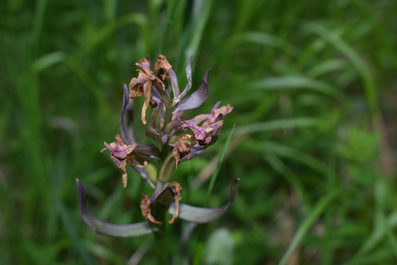 Dactylorhiza sambucina a fine antesi