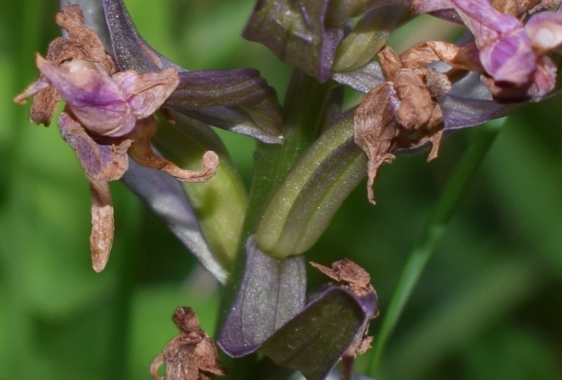 Dactylorhiza sambucina a fine antesi